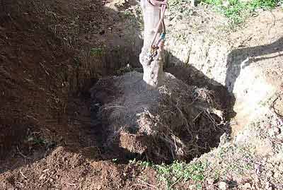 Planter un arbre : interdiction absolue, en toute circonstance (même en cas de perte financière), pendant toute l’année...