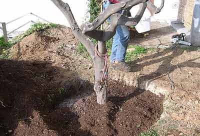 Planter un arbre : interdiction absolue, en toute circonstance (même en cas de perte financière), pendant toute l’année...