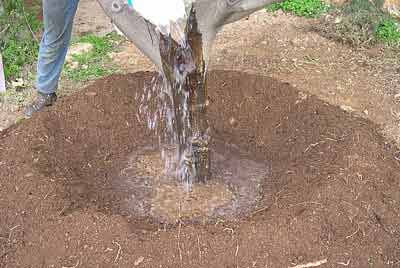 Planter un arbre : interdiction absolue, en toute circonstance (même en cas de perte financière), pendant toute l’année...
