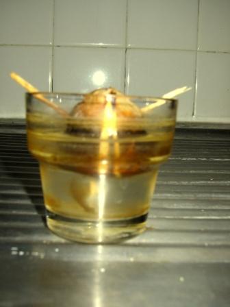 Il sera donc interdit, par exemple, de faire germiner un noyau d’avocat dans un verre d’eau