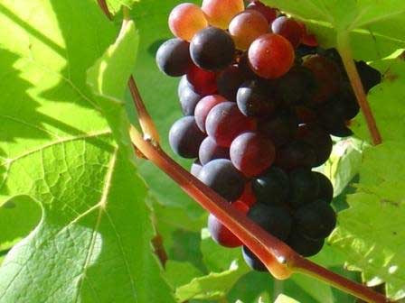 Tailler la vigne : interdiction absolue, en toute circonstance (même en cas de perte financière), pendant toute l’année...