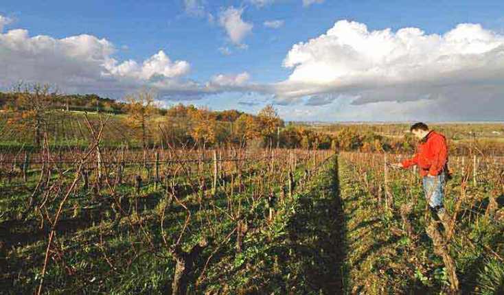 Tailler la vigne, interdit par la Tora : interdiction absolue, en toute circonstance (même en cas de perte financière),...