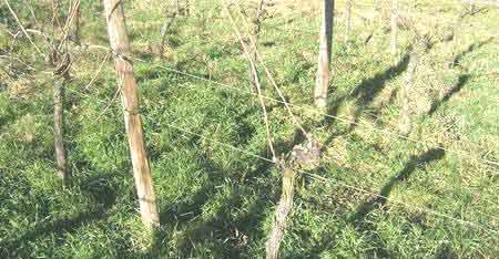 Tailler la vigne, interdit par la Tora : interdiction absolue, en toute circonstance (même en cas de perte financière),...