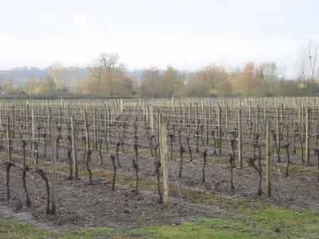 Tailler la vigne, interdit par la Tora : interdiction absolue, en toute circonstance (même en cas de perte financière),...