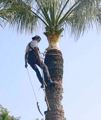 Certains pensent que seul le taillage de la vigne est interdit par la Tora. D’autres pensent que tous les travaux d’élag...