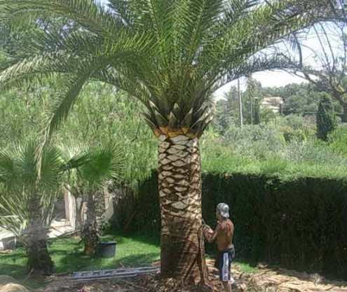 Certains pensent que seul le taillage de la vigne est interdit par la Tora. D’autres pensent que tous les travaux d’élag...