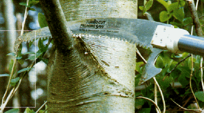 Certains pensent que seul le taillage de la vigne est interdit par la Tora. D’autres pensent que tous les travaux d’élag...