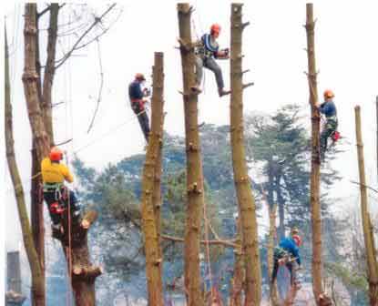 Certains pensent que seul le taillage de la vigne est interdit par la Tora. D’autres pensent que tous les travaux d’élag...