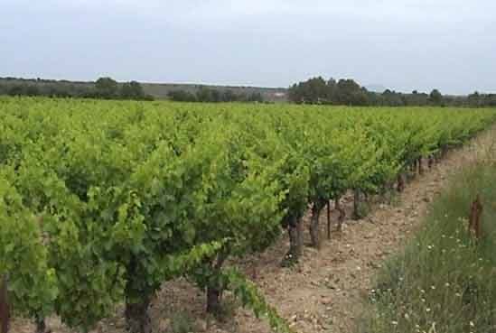 Vendanger : interdit de la façon habituelle, en grandes quantités ou à des fins de commercialisation. Permis pour une co...