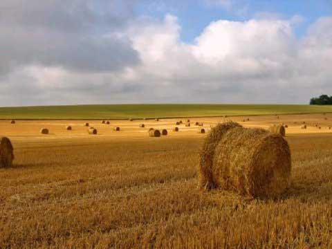 Les céréales sont frappées de l’interdiction concernant les « Séfi’him » (pousses spontanées), ce qui empêche même une c...