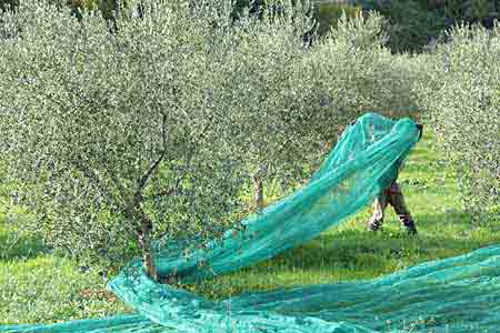 Cueillette des olives en secouant les arbres. Les olives tombes sur des filets ou des bâches et sont ensuite récupérées.
