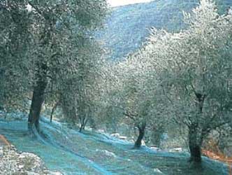 Cueillette des olives