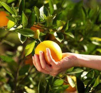 Récolter (cueillette des fruits)