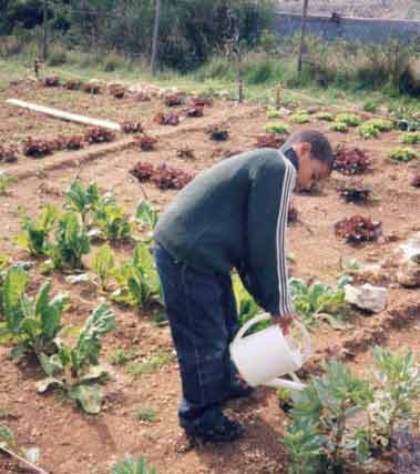 Récolter (récolte des légumes) : interdit de la façon habituelle, en grandes quantités ou à des fins de commercialisatio...