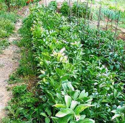 Cela concerne tous les légumes qui ont été récoltés pendant la Chémita. Si le terrain appartient à un nom juif, l’interd...