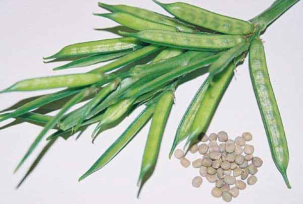 Cultures de légumineuses (plante dicotylédone dont le fruit est une gousse)