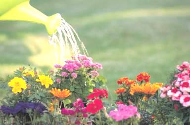 Arroser des plantes d’intérieur ou des fleurs. Permis uniquement quand c’est nécessaire à la survie de la plante ou des...