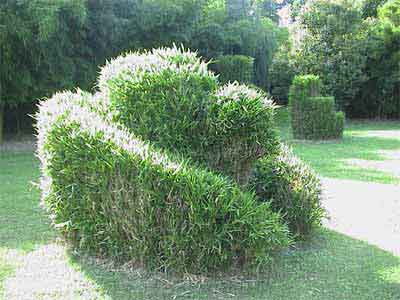 Taille d’un buisson pour des raisons esthétiques : il sera toujours préférable, au cas où il serait permis de tailler, d...