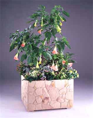Plante en pot