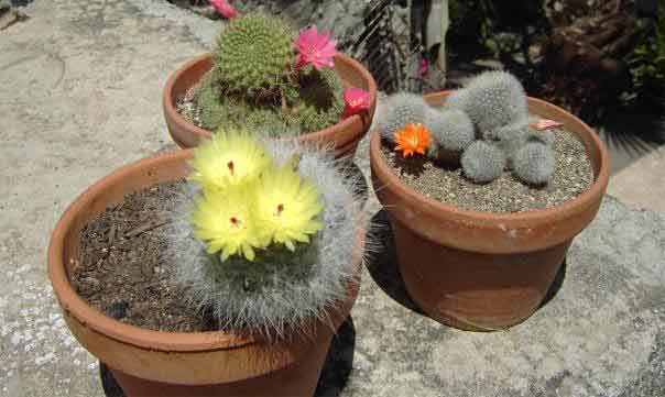 Il est interdit de faire sortir de la maison une plante qui s’y trouve pendant toute l’année de la Chémita. De la même m...