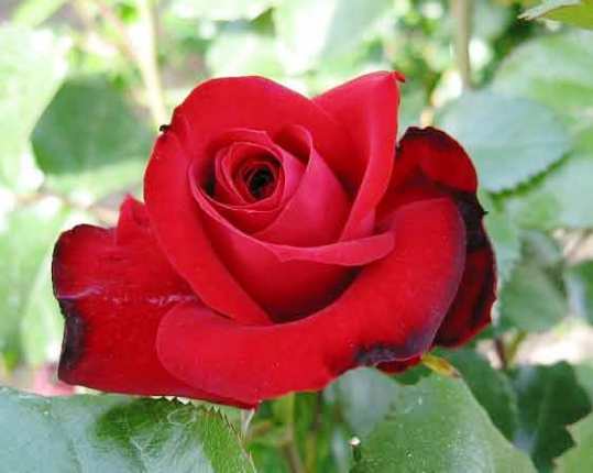Il est interdit de tailler des rosiers pendant la Chémita