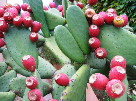Figues de barbaries, dans le nord d’Israël