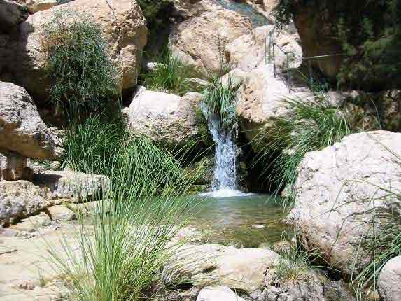 Ein Guédi, l'oasis surplombe le littoral occidental de la mer Morte, le point le plus bas du monde (400 m au-dessous du...