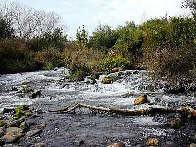 Des quatre sources qui rejoignent le Jourdain, celle de Dane est la plus importante. Avec la source de Banias, le Iyone...