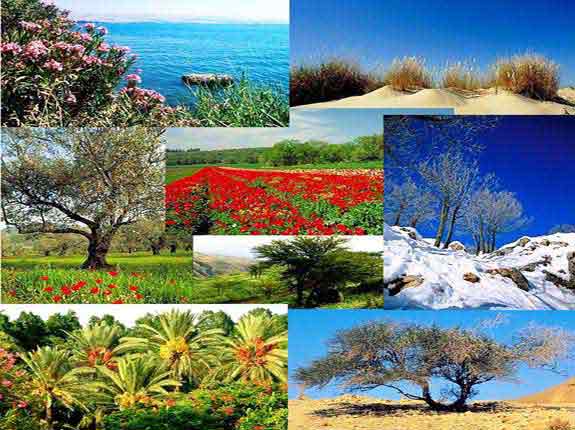 Erèts Israël, et Toutes les saisons