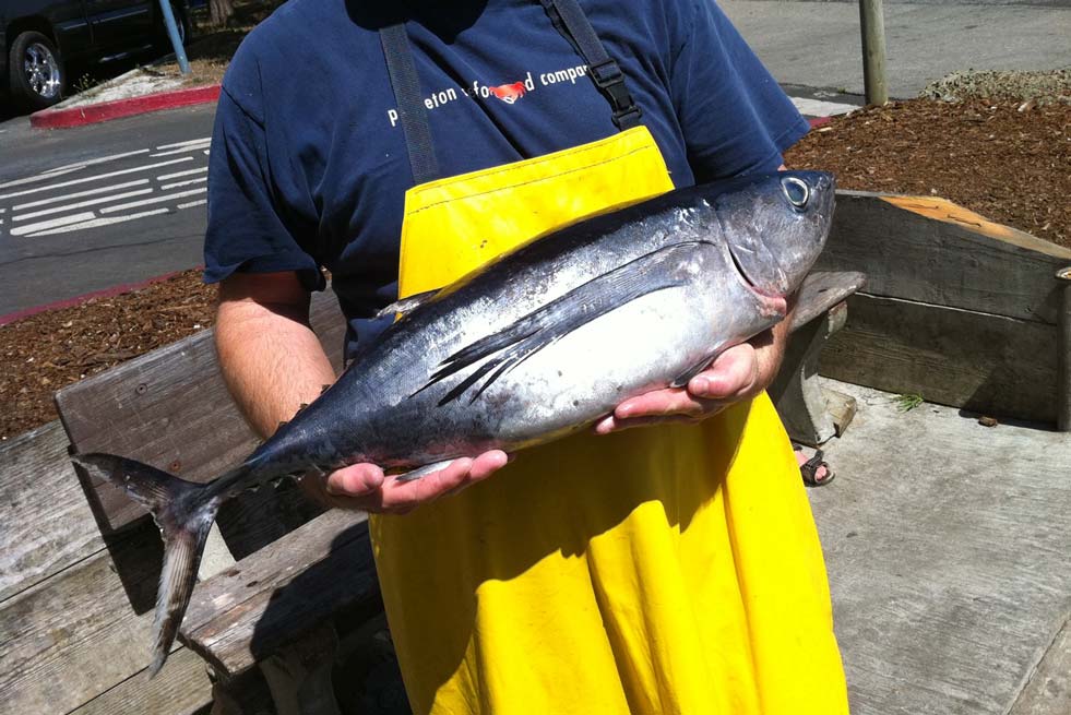 L'Albacore
