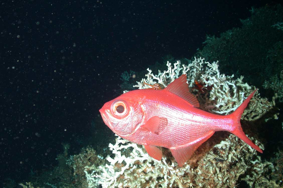 Le Beryx