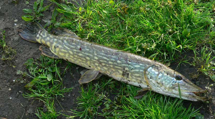 Le Brochet