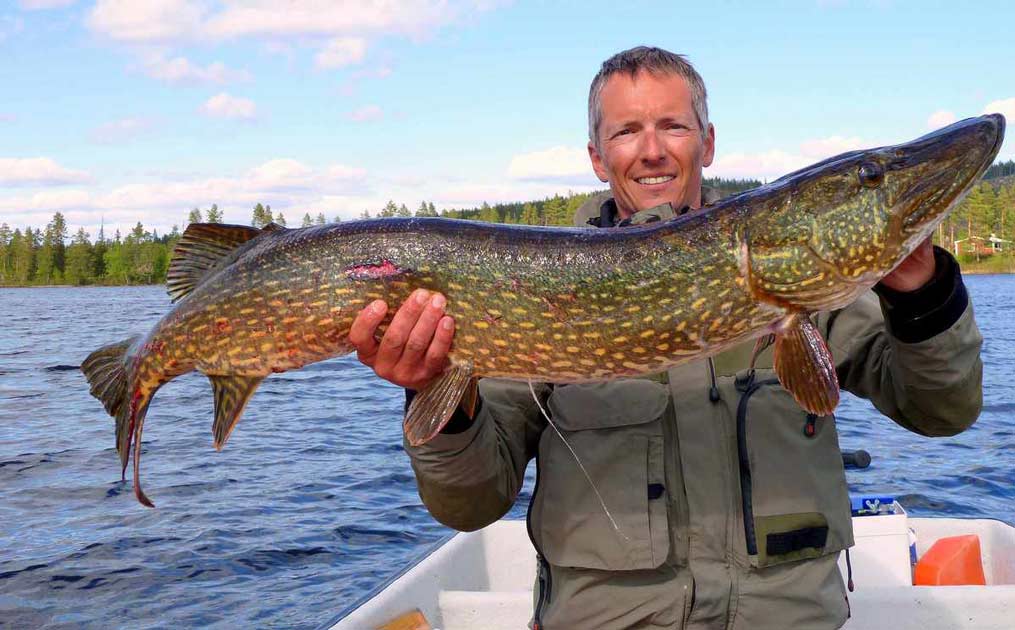 Le Brochet