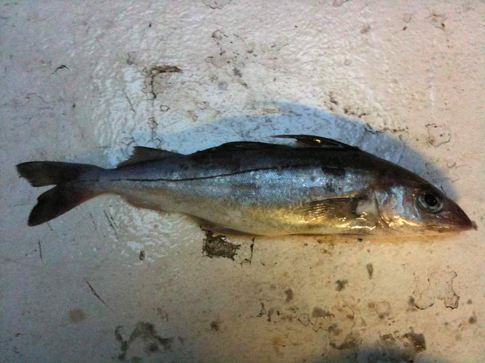 Le Chinchard
