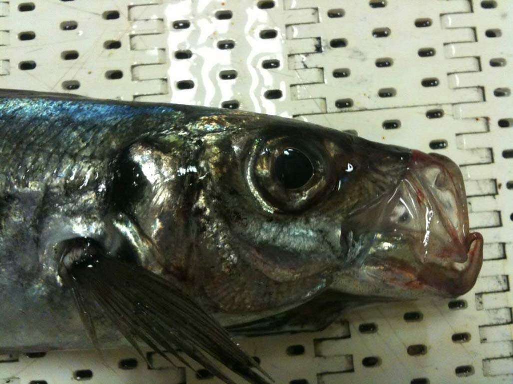 Le Chinchard