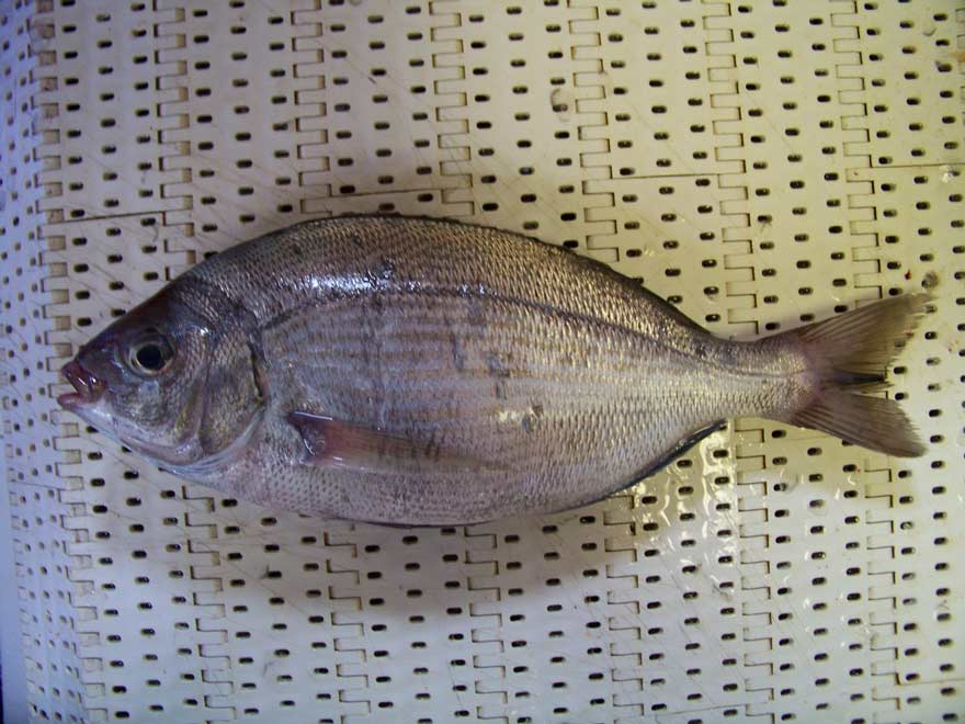 La Dorade grise