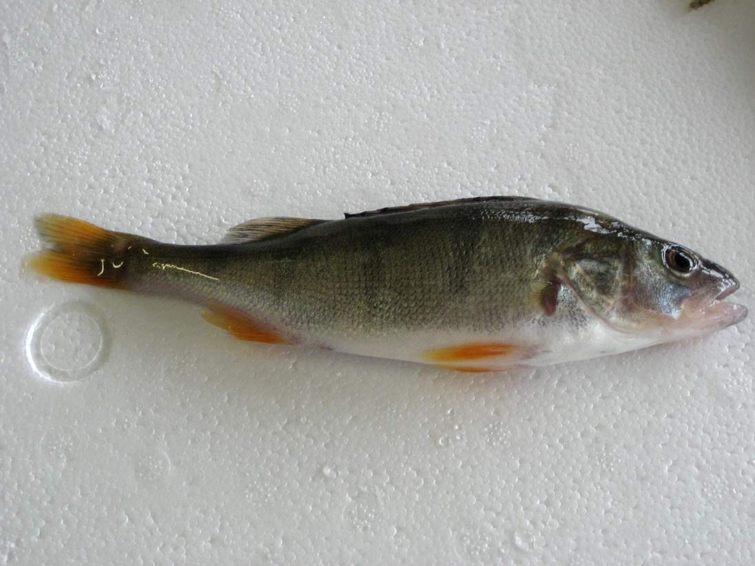 La Perche