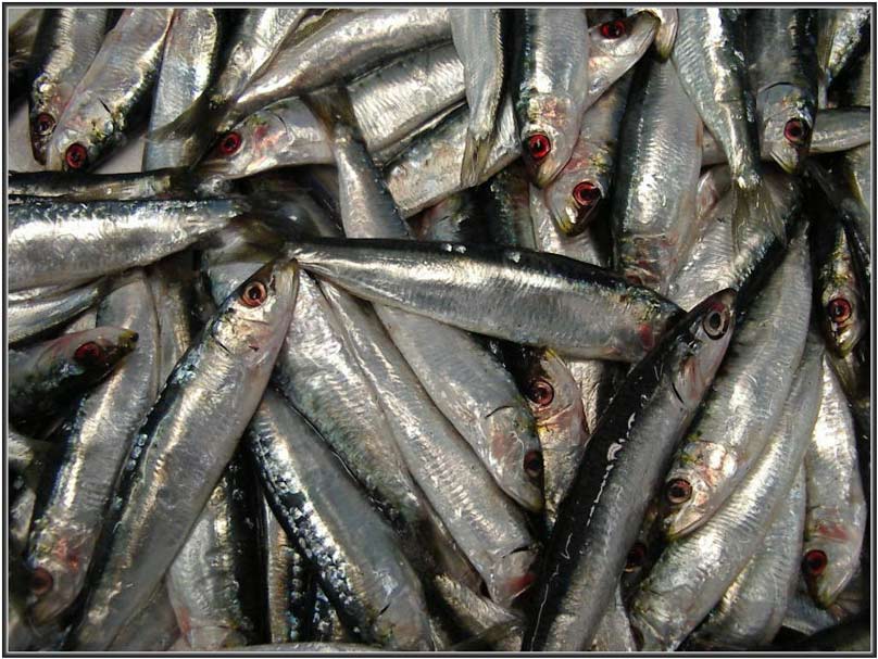 La Sardine