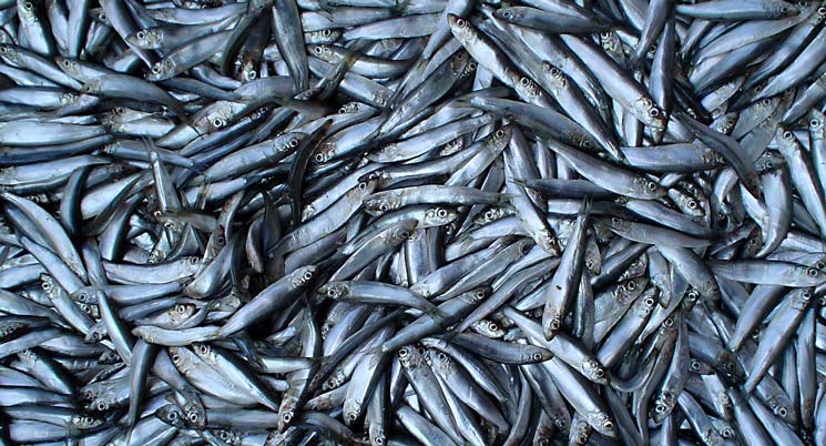 Le Sprat