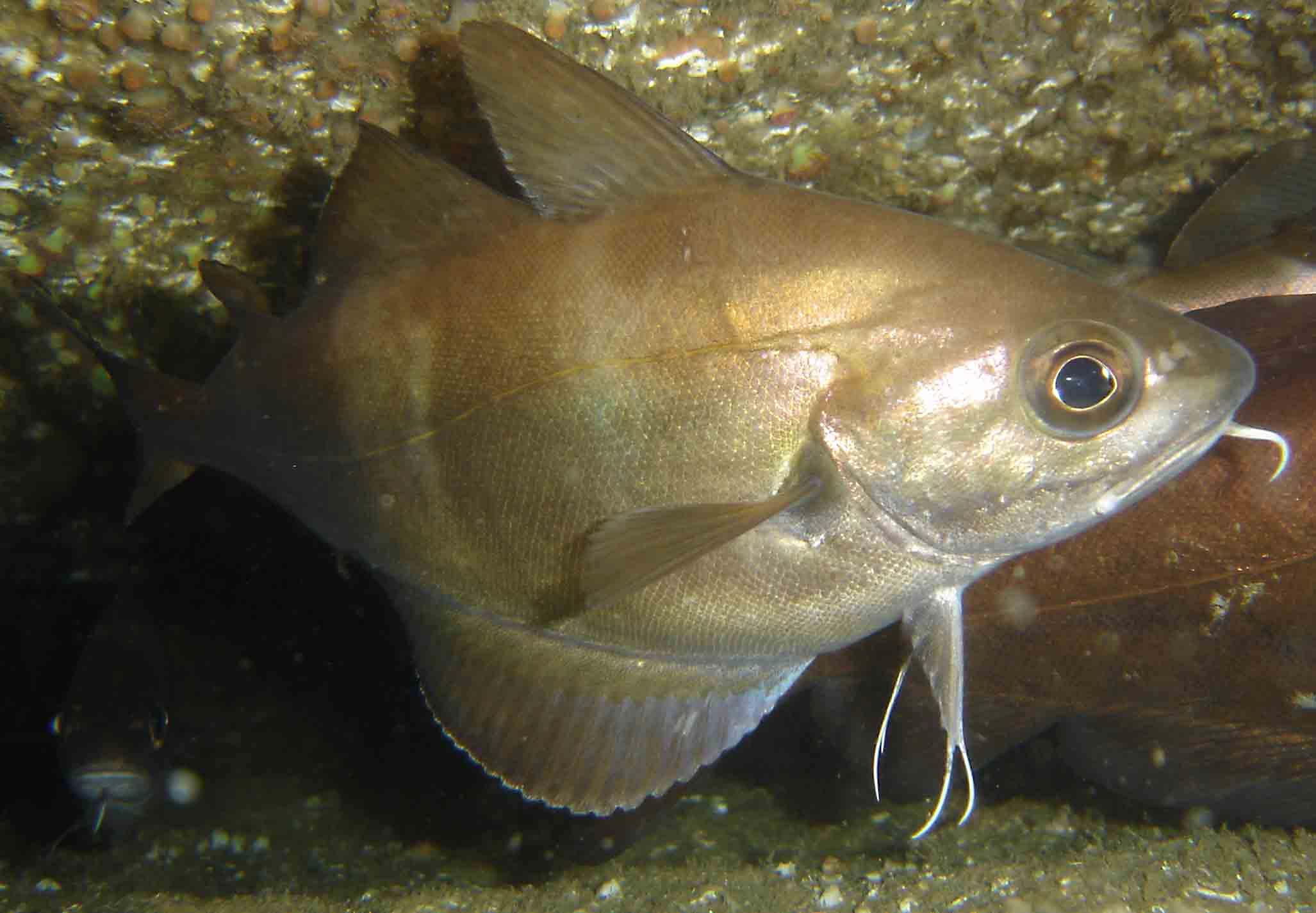 Le Tacaud