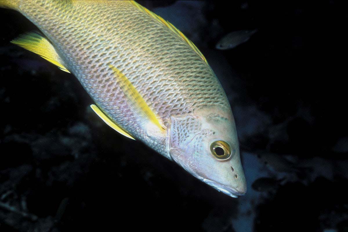 Le Vivaneau