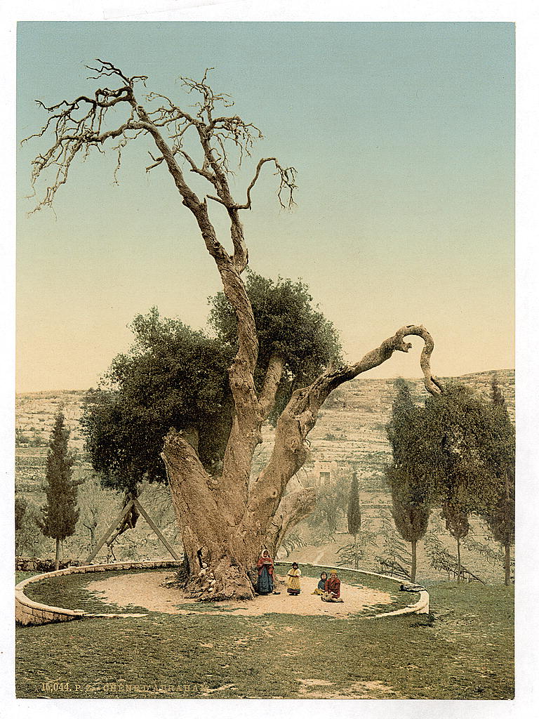 9. L’arbre du patriarche Avraham à Éloné Mamré, prés de Hébron (Génèse 18,1-4).
