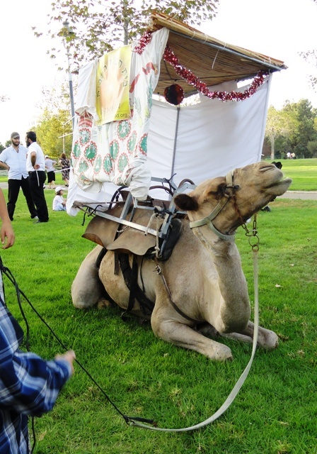 Une Soukka sur un Chameau. C'est Kacher sauf le Chabbat et le Yom Tov