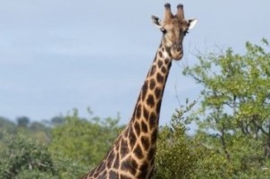 Bientôt de la girafe au menu Kachèr
