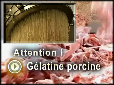 La Gélatine porcine