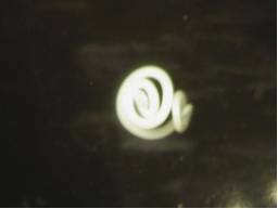 Attention : parasites interdits chez les poissons de mer !