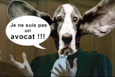 Révoltant : un chien condamné à la lapidation par des rabbins !