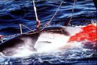 Norvège : on chasse la baleine mais interdit la Ché'hita