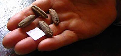 Des graines retrouvées à Massada germent 2000 ans aprés