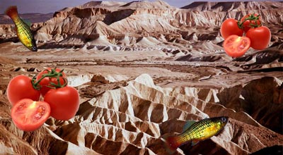 Tomates et poissons en plein désert de Neguev !